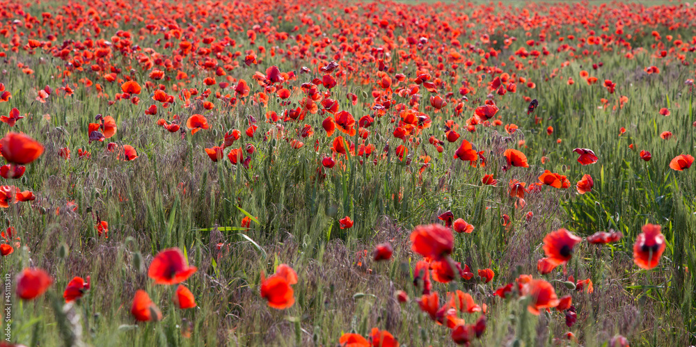 Flowering red field poppies in a sunny day