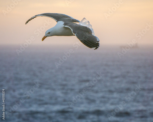 Seagull Sitting in Sunshine above Ocean