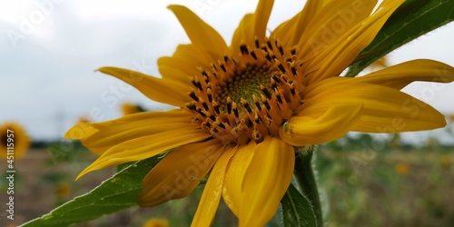 sunflower in the garden photo