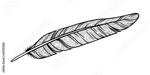 Bird feather sketch. Decorative feather isolated in white background. Hand drawn vector illustration