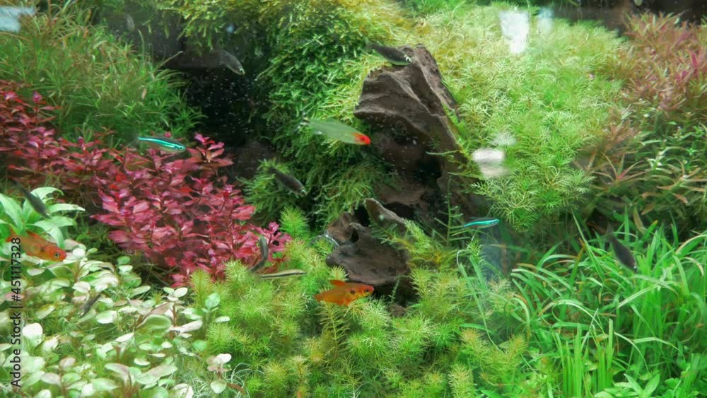 Freshwater aquarium with tropical fish and live plants. Freshwater aquarium with tropical fish and live plants.