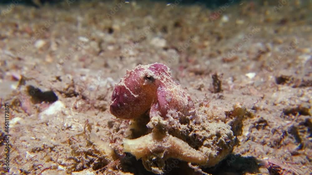 Close Up Venomous Toxic Purple Blue Ringed Octopus Flashes Chromatophore Colors Close Up Venomous Toxic Purple Blue Ringed Octopus Flashes Chromatophore Colors