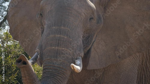 Huge wild elephant lifts trunk to smell camera