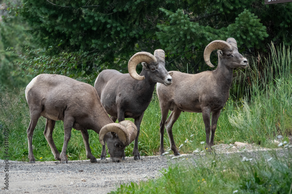 Group of bighorn sheep near the road in Georgetown, CO Group of bighorn sheep near the road in Georgetown, CO