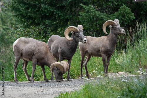 Group of bighorn sheep near the road in Georgetown, CO photo