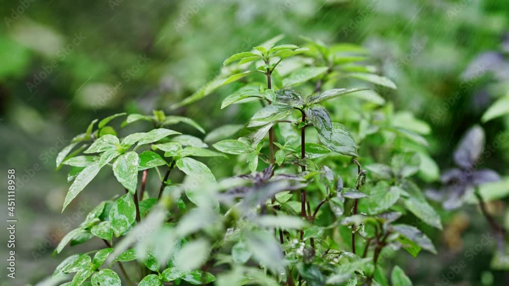 Watering basil plant growing in home garden. Fresh leaves of Genovese herb. Can be used in quality medicine, cooking spices. Also known as Holy Tulsi. Slow motion.