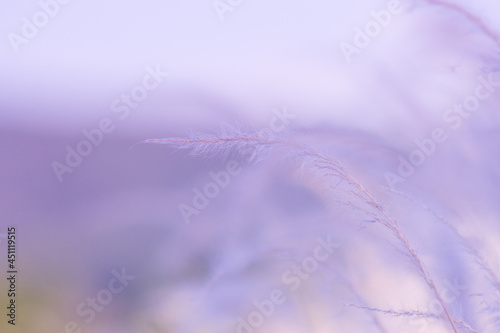 nature abstract background, beautiful fower on softlight background