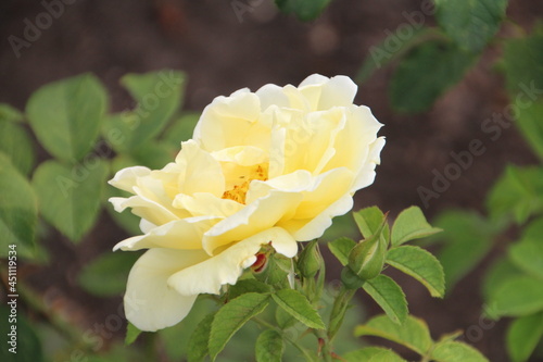 Cream Roses, U of A Botanic Gardens, Devon, Alberta