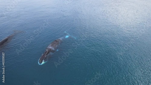 Bowhead whale family swimming together in calm blue ocean water, Aerial view of a pod of bowhead whale spouting. Whale watching of migrate Baleen whales in Shantar islands near forest. 6K downscale photo