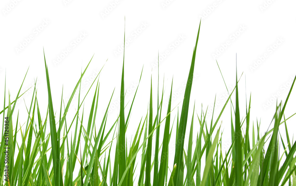 Green rice leaves isolated on a white background Green rice leaves isolated on a white background