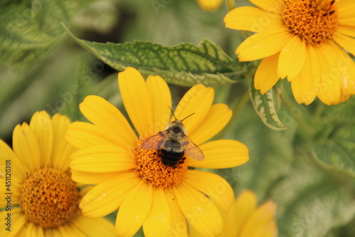 Bee In The Bloom, U of A Botanic Gardens, Devon, Alberta