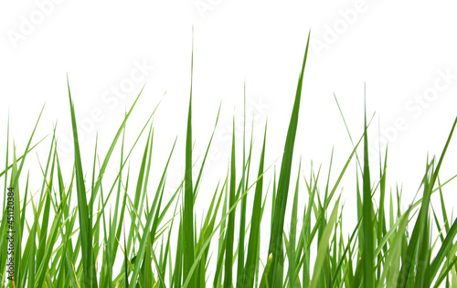 Green rice leaves isolated on a white background