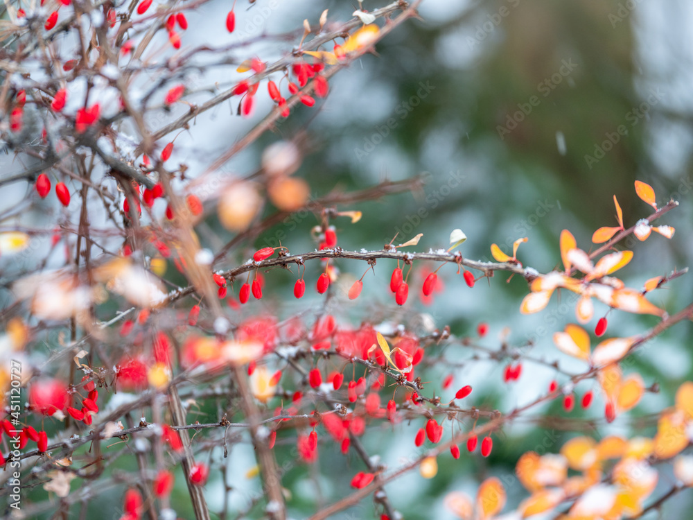Red berries of barberry on a bush branch in autumn snowfall. Barberry bush in the autumn garden. Red berries of barberry on a bush branch in autumn snowfall. Barberry bush in the autumn garden.