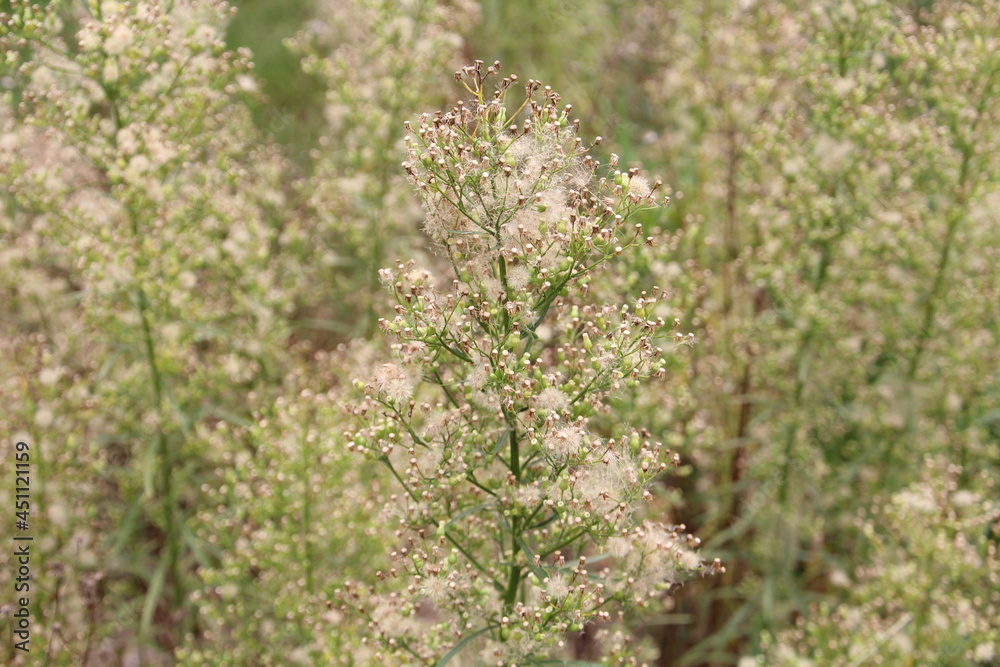 Going To Seed, U of A Botanic Gardens, Devon, Alberta Going To Seed, U of A Botanic Gardens, Devon, Alberta