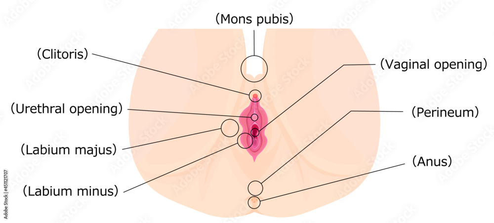 Obraz premium 女性外性器２