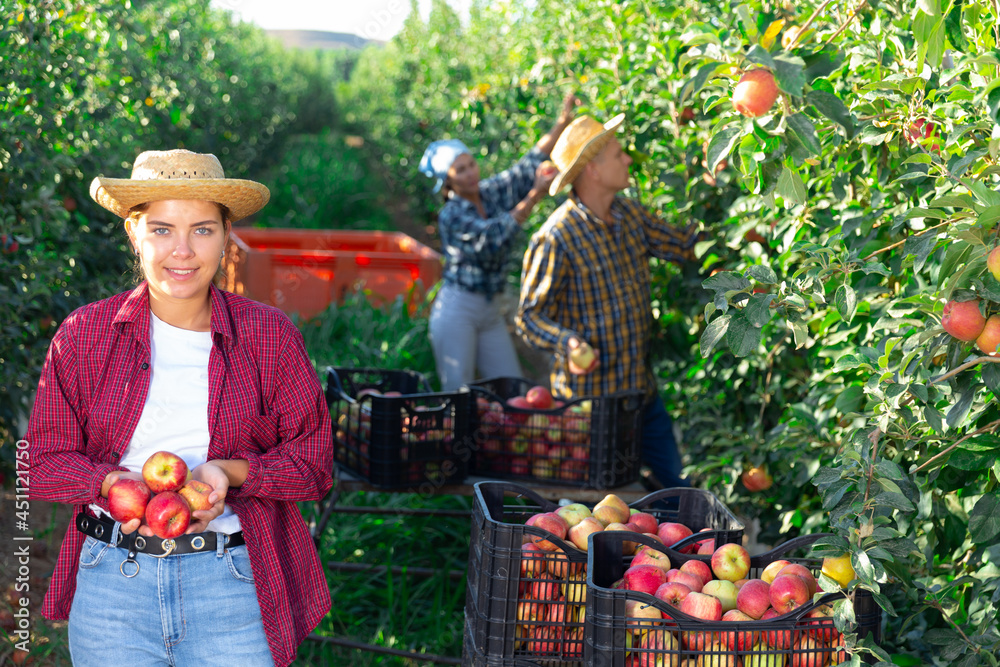 Obraz premium Portrait of happy female owner orchard with ripe apples in hands