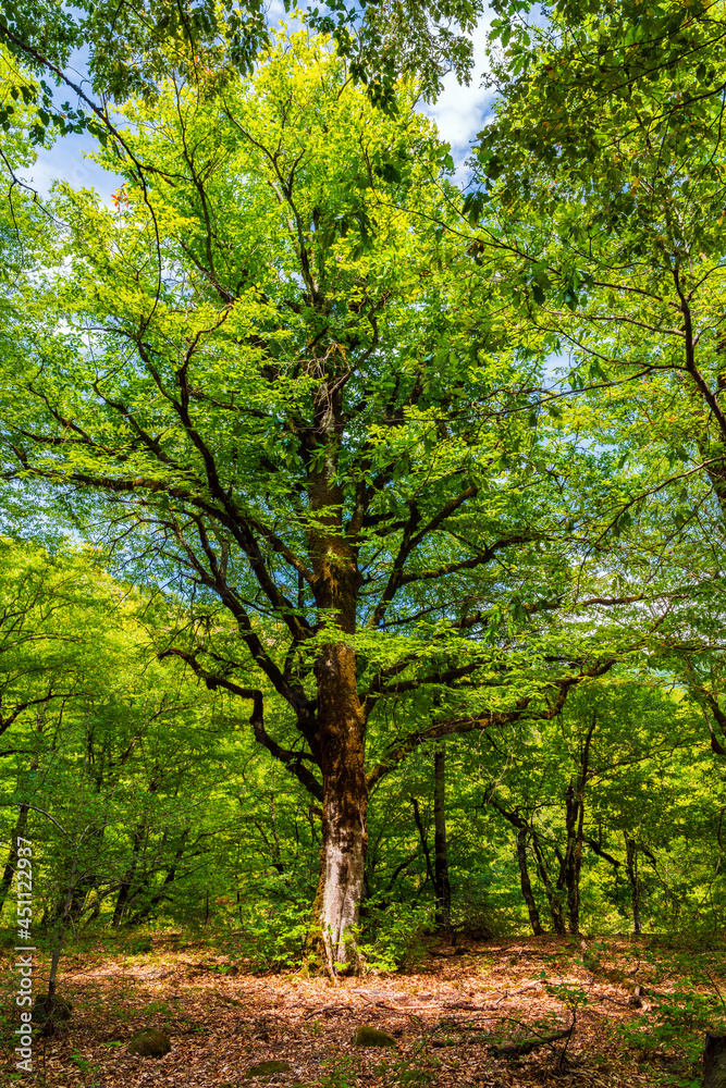 Tall old tree in green forest