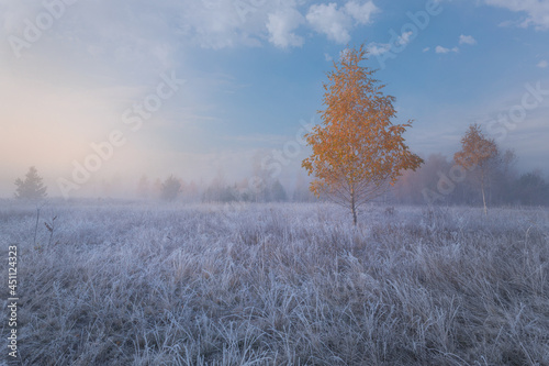 Beautiful autumn morning landscape with yellow birch tree on foggy meadow and hoarfrost on the grass.