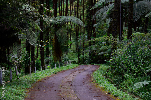 Path in the forest. Karanganyar, Central Java, Indonesia photo