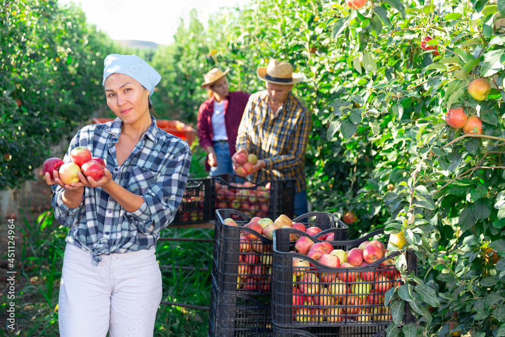 Obraz premium Satisfied successful Asian woman farmer showing freshly picked ripe organic apples in fruit garden during summer harvest..