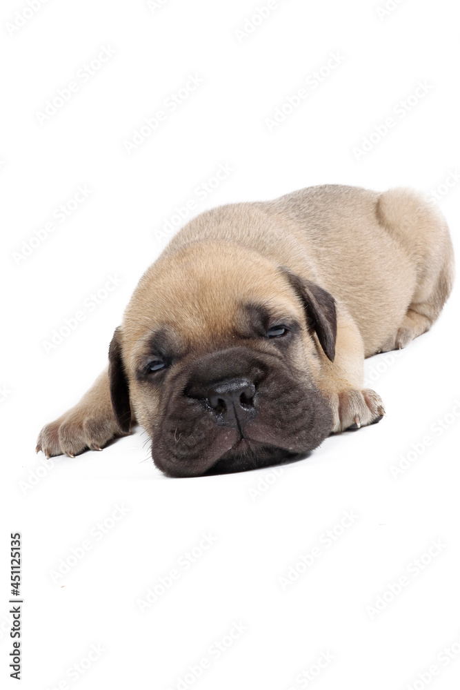 puppy bullmastiff sleeping isolated on white