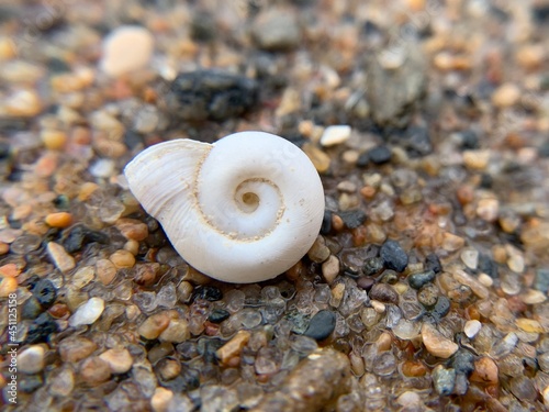 shell on the beach © Britta
