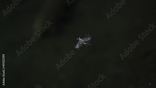 Mayfly that fell on the surface of the water.