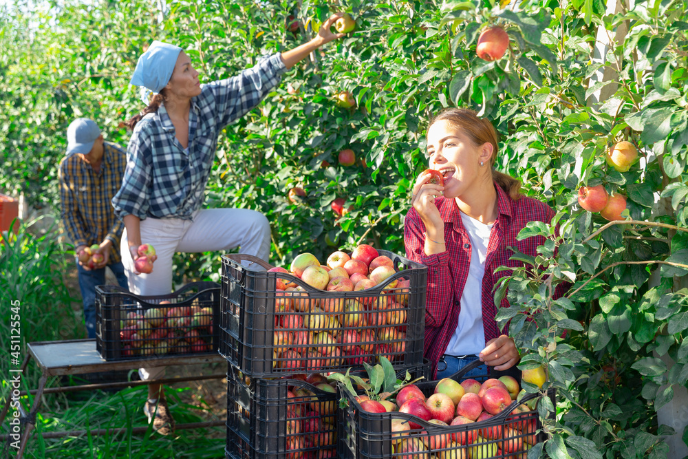 Fototapeta premium Three workers harvesting apples in plantation. Girl have picked one apple and eating it.