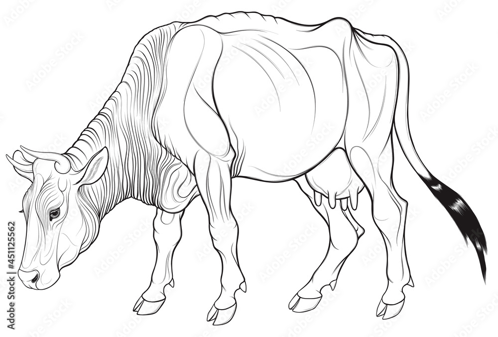 Vector iIllustration of a grazing horned cow. Image of domestic cattle. Design linear element for farm, dairy packaging or meat products. Vector iIllustration of a grazing horned cow. Image of domestic cattle. Design linear element for farm, dairy packaging or meat products.