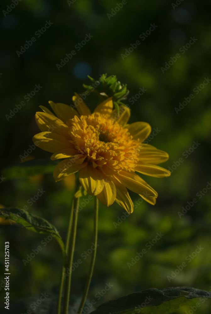 flower flower