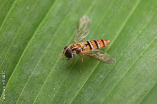 Hainschwebfliege (Episyrphus balteatus)