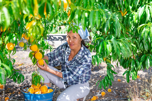 Photography Portrait of happy asian female owner of orchard gathering crop of ripe peaches in summertime