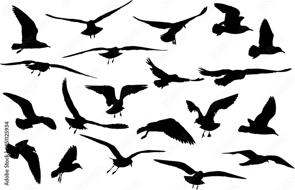 twenty gull silhouettes collection isolated on white