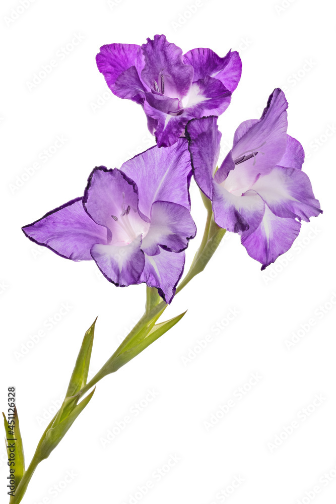 single lilac gladiolus three blooms flower