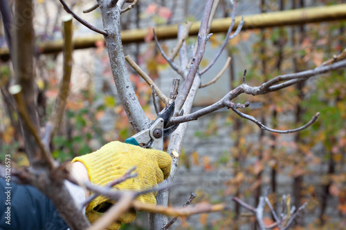 Pruning trees without leaves. Close-up of hands in gardening gloves with pruning shears of Caucasian pruning walnut branches in his garden in mid-autumn. 