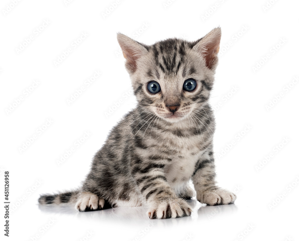 bengal kitten in studio bengal kitten in studio