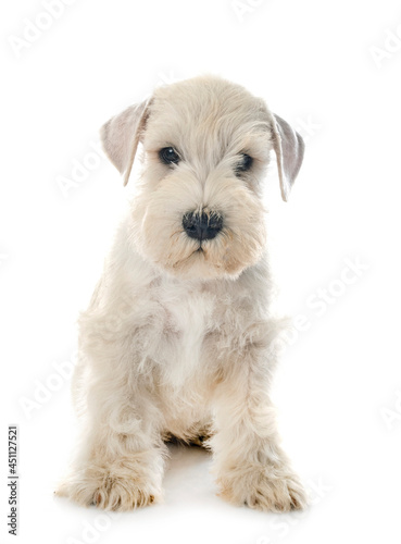 puppy miniature schnauzer in studio