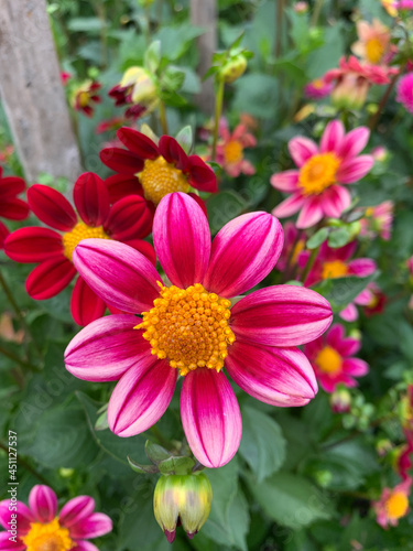 Fuschia and Pink