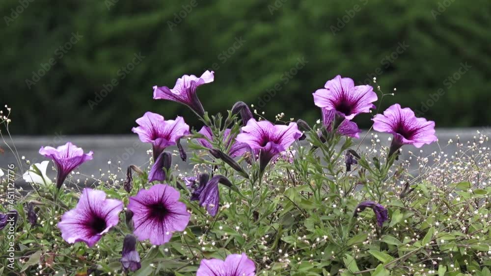 Purple flowers in windy weather. Petunia Cascadias Rim Magenta with blury green background. Purple flowers in windy weather. Petunia Cascadias Rim Magenta with blury green background.