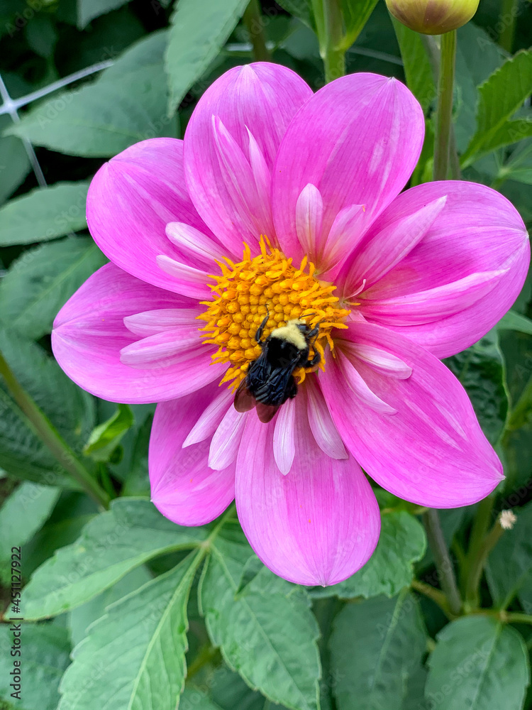 Obraz premium Purple Dahlia with bumblebee
