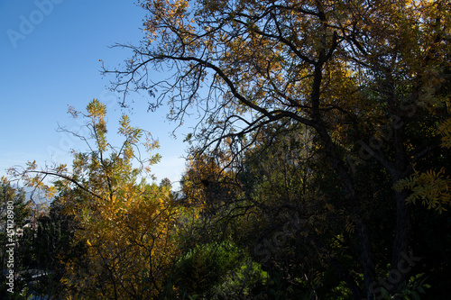 Beautiful trees and sky from the mountains.