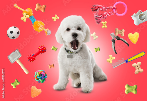 Cute Bichon on white backgr...