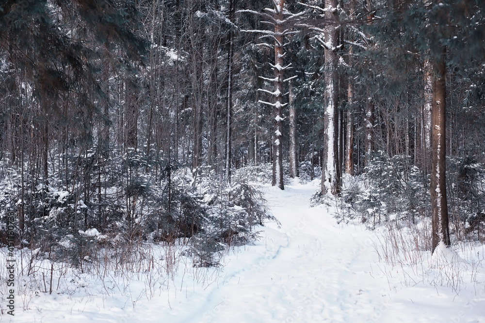 Fototapeta premium Winter forest. Landscape of the park in winter. Snow-covered trees at the edge.