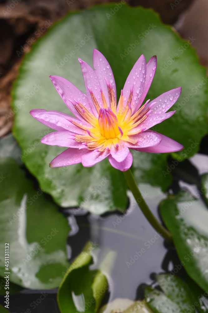Purple lotus with water droplets close-up Purple lotus with water droplets close-up