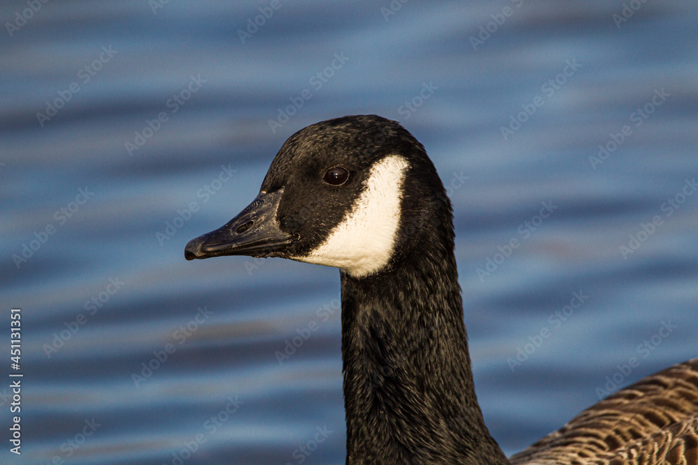 Canada Goose grazing along a riverbank in London, UK Canada Goose grazing along a riverbank in London, UK
