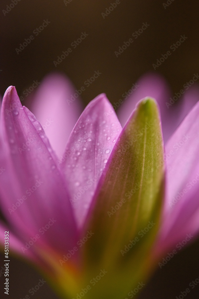 Purple lotus with water droplets close-up Purple lotus with water droplets close-up