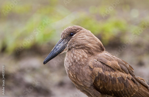 Hamerkop hunting for small fish along the river in South Africa