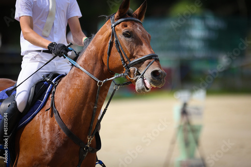 Horse jumping in portrait, with rider close-up head with open mouth bounded by locking strap, focus on the head of the horse.. © RD-Fotografie