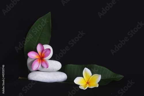 Beautiful frangipani flower or plumeria  with black background for template or spa