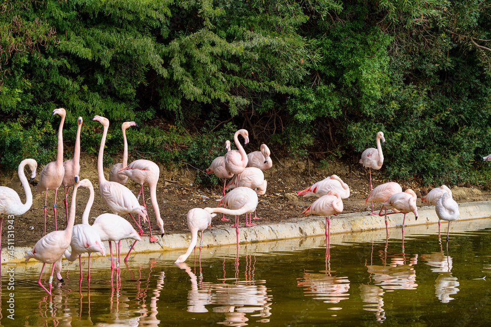 Naklejka premium Caribbean flamingo, Phoenicopterus roseus in Jerez de la Frontera, Spain